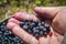 Collect useful vitamins. Keep blueberries. Bilberries in hand