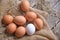 Collected chicken eggs, stacked on burlap in the chicken coop