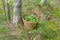 The collected leaves to use for medicinal herbal teas in a basket in a swamp