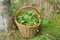 The collected leaves to use for medicinal herbal teas in a basket in a swamp