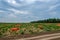 Collected onions in orange mesh bags on the field. Eco-friendly fresh vegetables are harvested for sale. Agroindustry.