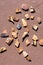 Collected pottery sherds from ancient Hopi people in Arizona`s Homolovi State Park