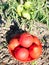 collected ripe tomatoes in red bowl close-up