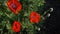 Collecting bees looking for nectar and pollen circle over red poppies.