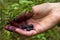 Collecting berries in the forest. Berries of blueberries in a female hand, purple from blueberry juice.