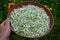 Collecting and drying chamomile. the layers of torn flowers in the bowl are regularly rotated to dry evenly on the medicinal tea