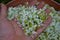 Collecting and drying chamomile. the layers of torn flowers in the bowl are regularly rotated to dry evenly on the medicinal tea