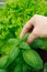 Collecting green basil in a greenhouse