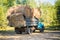 Collecting hay for the cattle.