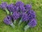 Collecting lavender in home garden, bunches lying on the grass