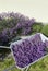 Collecting lavender in home garden, bunches on a wheelbarrow