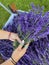 Collecting lavender in home garden, female hands