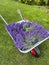 Collecting lavender in home garden, wheelbarrow with the crop