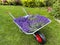 Collecting lavender in home garden, wheelbarrow with the crop