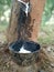 Collecting  liquid rubber from rubber plant