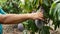 Collecting mango tropical fruit of a tree