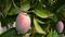 Collecting mango tropical fruit of a tree