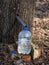 Collecting sap from trunk of maple tree to produce maple syrup. Sap dripping into a reused plastic bottle