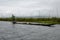 Collecting seaweed for the garden on inlay lake