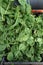 Collecting spinach. Green spinach leaves. Agricultural machinery for harvesting spinach. Out of focus. Vertical photo