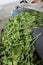 Collecting spinach. Green spinach leaves. Agricultural machinery for harvesting spinach. Out of focus.Vertical photo.Top