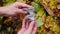 Collecting young oyster in the autumn park. A girl in the forest hunts for wild plants. Basket with mushrooms