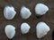 Collection of 6 Ponderous Ark Seashells