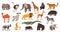 Collection of African animals set. Elephant, hippo, rhino, lion herbivores and carnivores vector illustration