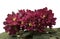 Collection African violets. LE Vega - very large semi-double and double black-cherry-red stars on sturdy peduncles