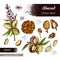 Collection of Almond kernels of nuts and a branch of almonds with nuts, fruits, flowers