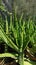 a collection of aloe vera plants that are rarely seen