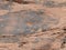 Collection of ancient petroglyphs in Valley of Fire Nevada