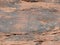 Collection of ancient petroglyphs in Valley of Fire Nevada
