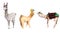 Collection of animals: Alpaca pilot, camel and llama isolated on a white background. Cute watercolor Pets for stickers, textiles,