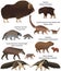 Collection of animals with cubs living in the territory of North and South America: muskox, common raccoon, south american tapir,