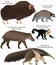 Collection of animals living in the territory of North and South America