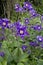 A collection of Aquilegia flowers in purple