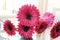 Collection artificial silk gerbera daisies