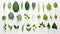 Collection of Assorted Green Leaves: Minimalistic and Superb Clean Image AI Generated