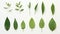 Collection of Assorted Green Leaves: Minimalistic and Superb Clean Image AI Generated