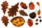 Collection of autumn leaf closeup objects in details, bright and colorful, white background isolated, macro photo, depth of field