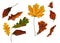 Collection of autumn leaf closeup objects in details, bright and colorful, white background isolated, macro photo, depth of field