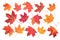 Collection of autumn leaves on white background. Autumn orange  leaves falling down Isolated on white background