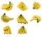 Collection of bananas cluster.