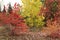 Collection of Beautiful Colorful Autumn Leaves green, yellow, orange, red. colorful autumn. Indian summer. mellow autumn. golden f