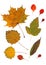 Collection beautiful colorful autumn leaves isolated on white background. Set of red, brown, green and yellow aspen