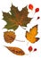 Collection beautiful colorful autumn leaves isolated on white background. Set of red, brown, green and yellow aspen, maple,