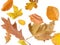 Collection beautiful colorful different autumn leaves, blowing through the air isolated on white background, autumn concept backgr