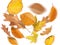 Collection beautiful colorful different autumn leaves, blowing through the air isolated on white background, autumn concept backgr