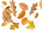 Collection beautiful colorful different autumn leaves, blowing through the air isolated on white background, autumn concept backgr
